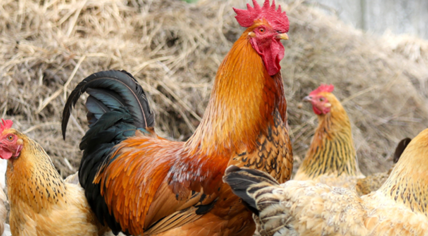 Can Chickens Fly? The Surprisingly