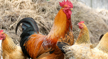 Can Chickens Fly? The Surprisingly