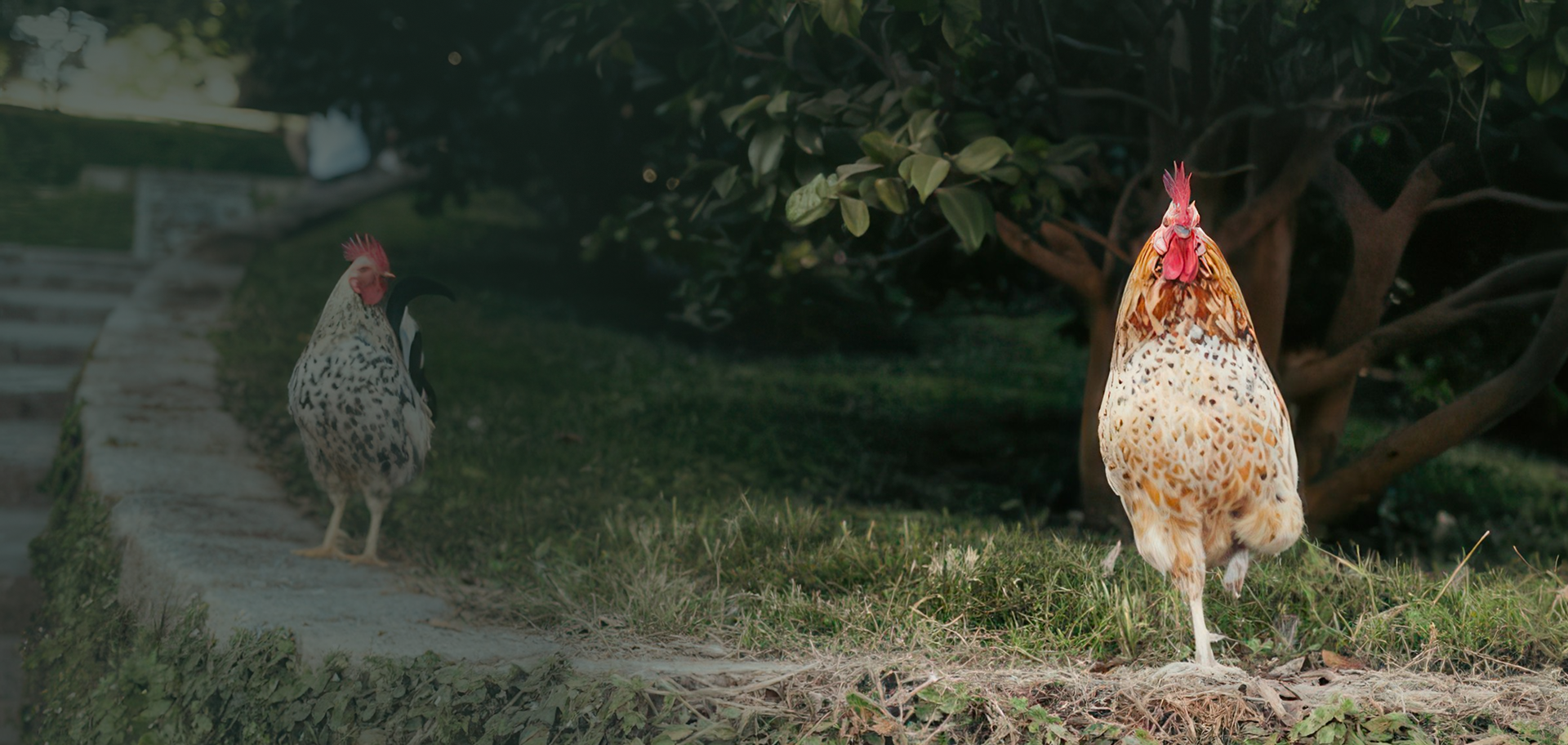 slider image 1621243260e1af0c20-0