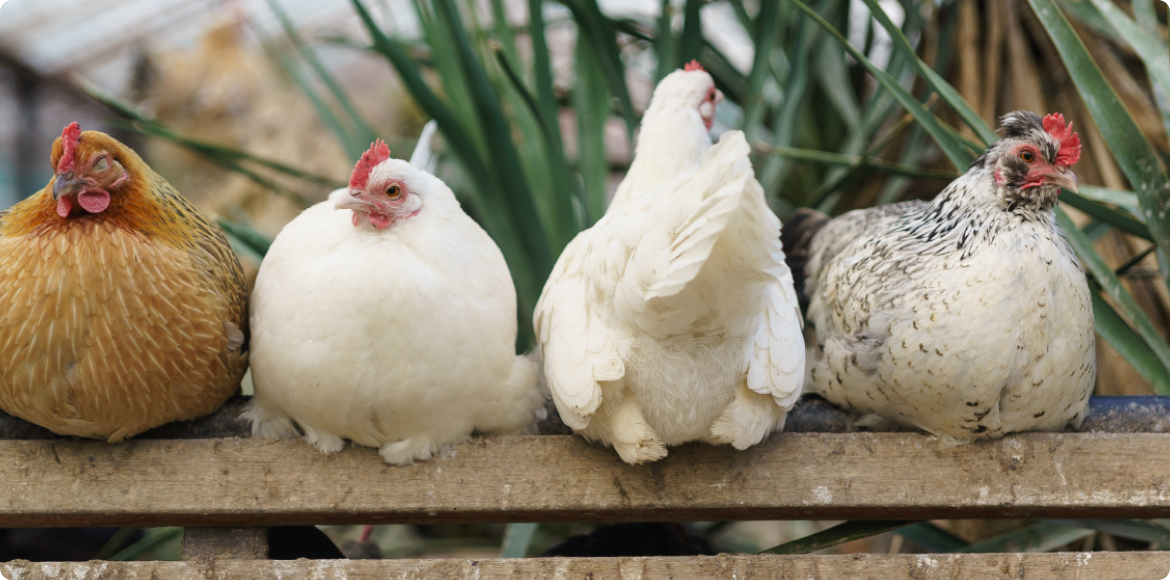 Mineral SPA Pest Defence Powder